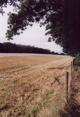 View across fields to Herringthorpe Wood